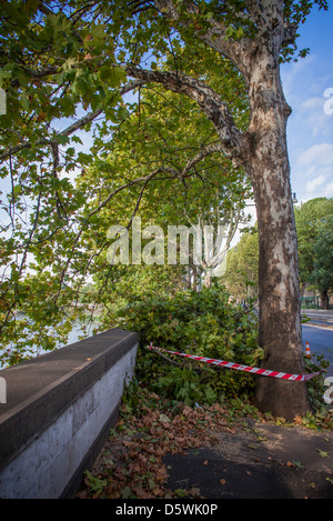 work in progress in a boulevard, cut branches Stock Photo