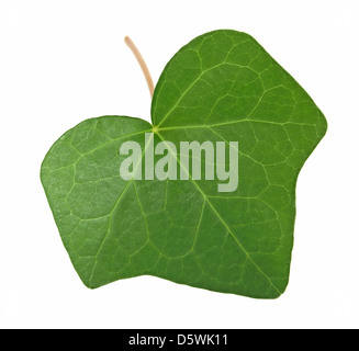 Ivy leaf isolated on white background Stock Photo - Alamy