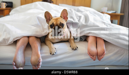 Dog laying under covers with couple Stock Photo