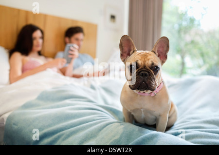 Dog sitting with couple in bed Stock Photo