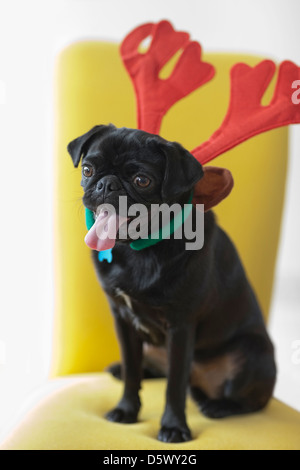 Panting dog wearing reindeer horns Stock Photo