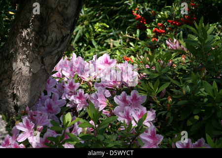 Azalea Profusion and Eucalyptus Tree Stock Photo