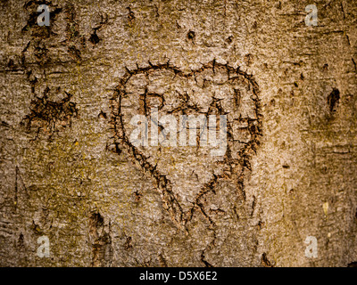 Heart carved into bark on a mature beech tree, containing the letters R + A Stock Photo