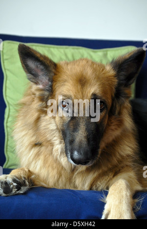 German shepherd dog Alsatian Stock Photo