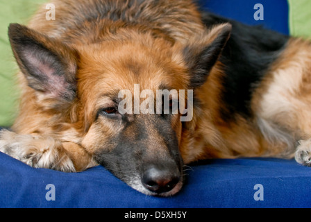 German shepherd dog Alsatian Stock Photo