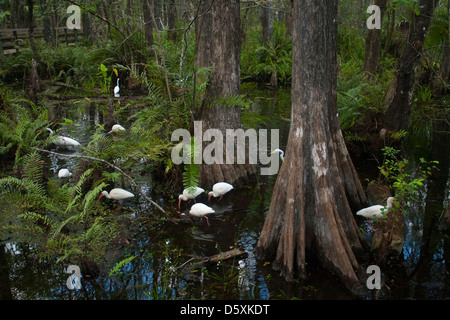 AMERICAN WHITE IBIS and GREAT WHITE EGRET feeding in swamp, Six Mile Cypress Slough Preserve, Fort Myers, Florida, USA. Stock Photo