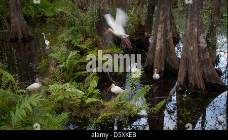 AMERICAN WHITE IBIS and GREAT WHITE EGRET feeding in swamp, Six Mile Cypress Slough Preserve, Fort Myers, Florida, USA. Stock Photo