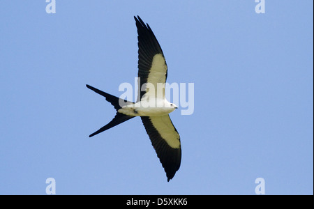 SWALLOW-TAILED KITE (Elanoides forficatus) in flight, Fort Myers, Florida, USA. Stock Photo