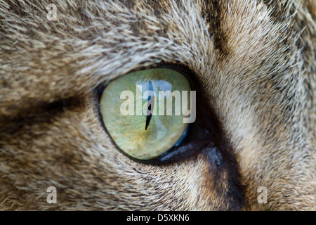 DOMESTIC CAT EYE Stock Photo