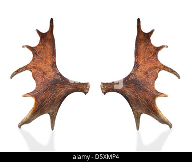 Horns of a large elk. Stock Photo