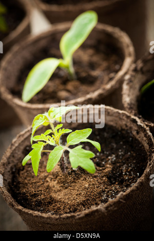 Plants seedlings in peat pots on white background Stock Photo - Alamy