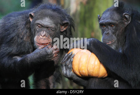 ARNHEM - The chimpanzee family of Burgers' Zoo in the Dutch city Arnhem ...