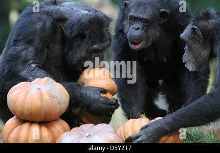 ARNHEM - The chimpanzee family of Burgers' Zoo in the Dutch city Arnhem ...