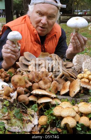 Mushroom consultant and expert of the German Society of Mycology Peter Rohland shows an  edible Agaricus arvensis, also known as horse mushroom, (R) and a poisonous Agaricus in a park in Leipzig, Germany, 09 October 2012. During the beginning mushroom season the mushroom expert gives advice to mushroom pickers. Photo: Waltraud Grubitzsch Stock Photo