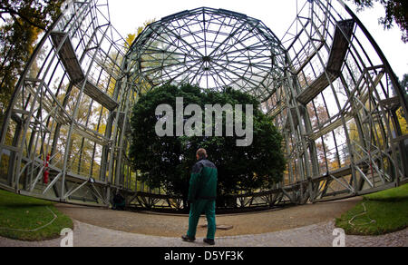 A camellia tree which is more than 240 years old and around nine meters high is taken to its winter habitat in the garden of Pillnitz Castle in Dresden, Germany, 23 October 2012. During wintertime, the tree is protected by a glass house on rails. Photo: ARNO BURGI Stock Photo