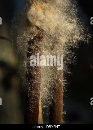 Close up of a dry cattail propagating its seeds Stock Photo