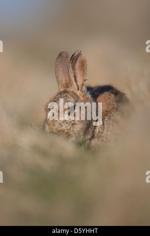 oryctolagus cuniculas - wild rabbit sat amongst soft focus grasses Stock Photo