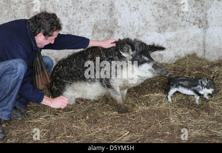 Wool pigs or Mangalica pigs are becoming very populair now in the Netherlands, here seen in Abcoude, Netherlands, 24 October 2012. The largest herd of about 30 -so called- curl pigs is on the organic dairy farm of Henk den Hartog in the Dutch city Abcoude, nearby Amsterdam, and is owned by VOF De Wolvarken. The animals owe their name to the strong growth of curly hair. The fat of t Stock Photo