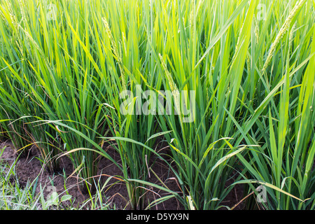 Clump of rice Stock Photo - Alamy