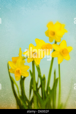 Vintage Yellow Daffodils. Spring flowers. Stock Photo