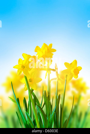 Spring Daffodils on a bright blue sky. Stock Photo