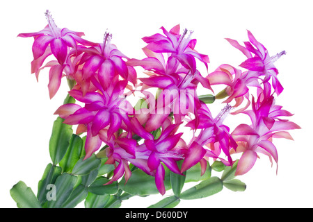 pink idoor flowers Stock Photo