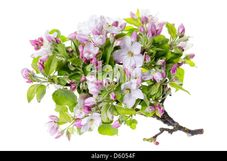apple tree  flowers isolated Stock Photo