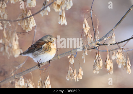 Wintering Fieldfare (Turdus pilaris) sitting on Common Ash (Fraxinus excelsior), Europe. Stock Photo