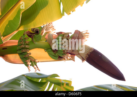 Bud end of a flowering banana stalk. Stock Photo