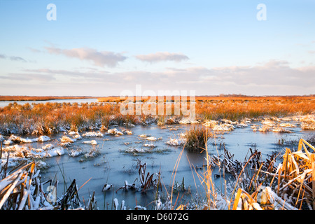 frozen swamp in Drenthe Stock Photo