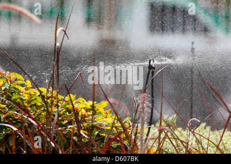 The Sprinkler watering the flowers in the morning. Stock Photo
