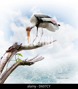 The Painted Stork (Mycteria leucocephala) Perching Stock Photo