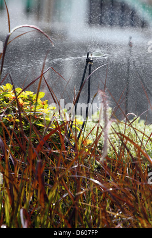 The Sprinkler watering the flowers in the morning. Stock Photo