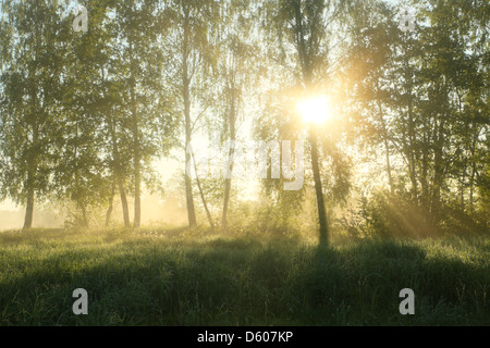Sun is shining through the trees and fog in early morning. Europe Stock Photo