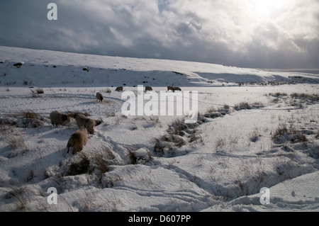 Swaledale Ewes in the snow Stock Photo