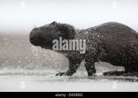 Wild European Otter (Lutra lutra) shaking water off. Europe Stock Photo