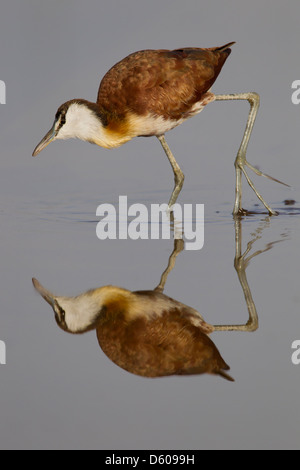 African Jacana Actophilornis africana with reflection at Lake Awassa, Ethiopia in February. Stock Photo