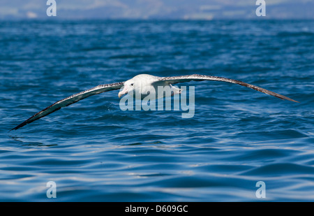 Gibson's albatross Diomedea antipodensis gibsoni, adult, in flight, Kaikoura, New Zealand in November. Stock Photo