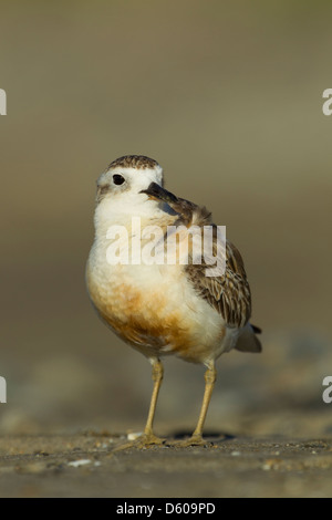 New zealand dotterel Charadrius obscurus aquilonius, adult, on sand, Jackson's Bay, Coromandel, New Zealand in November. Stock Photo