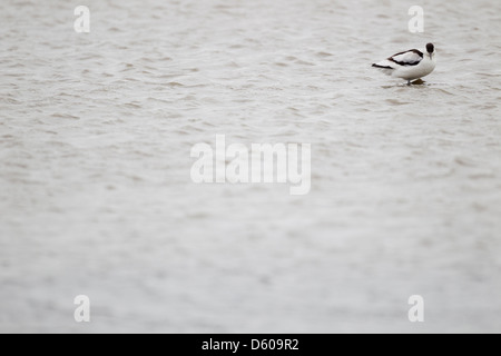 Pied avocet Recurvirostra avosetta, adult, feeding in shallow lagoon, Brownsea Island, UK in January. Stock Photo