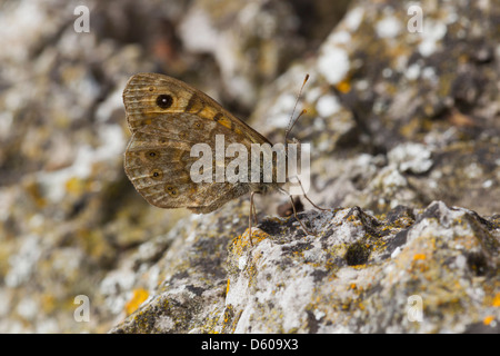Wall brown Lasiommata megera, adult male, roosting on rocky outcrop with wings closed, Brean Down, Somerset, UK in September. Stock Photo