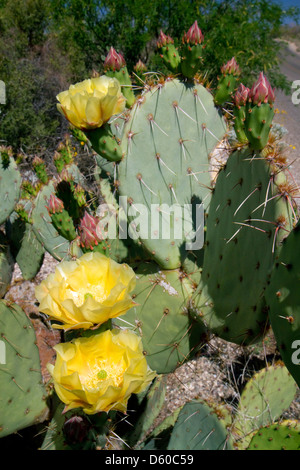 Prickly pear cactus in the Saguaro National Park in southern Arizona, USA.