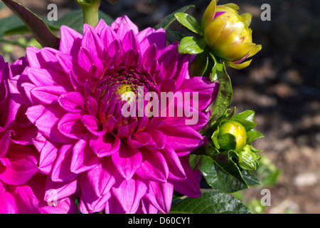 Dahlia flower in Boise, Idaho, USA. Stock Photo