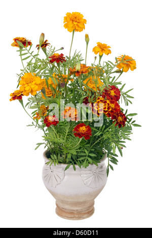 Flowers of Saffron bush in pot Stock Photo