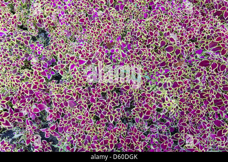 Abstract nature floral backgraund Stock Photo