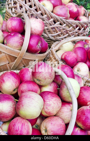 Red sweet apples in baskets Stock Photo