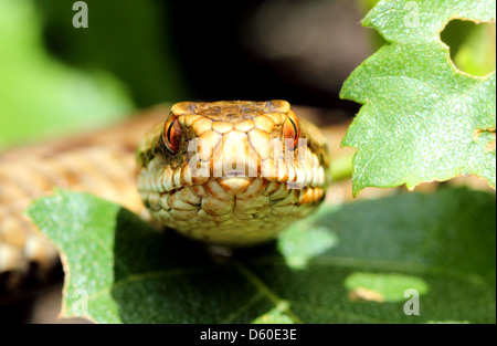 Female Adder close up macro. Britain's only venomous snake photographed in the Forest of Dean, Gloucestershire, UK. Stock Photo