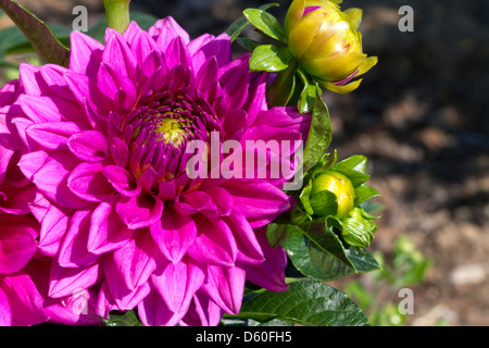 Dahlia flower in Boise, Idaho, USA. Stock Photo