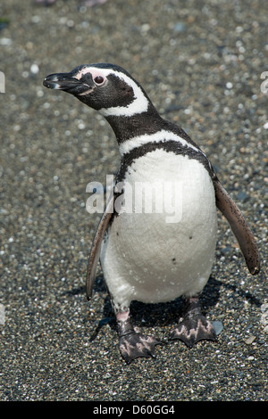 Magellanic Penguin (Spheniscus magellanicus), portrait. Near Ushuaia, Beagle Channel, Argentina. Stock Photo
