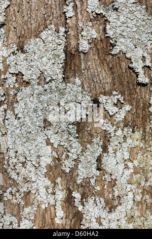 Lichen and moss growing on the bark of pine trees in a pine forest ...